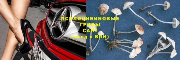 прущие грибы Аркадак